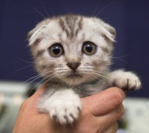 sad kitty face